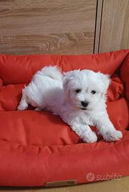 Cuccioli di maltese