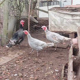 Tacchini nero ramato e lilla