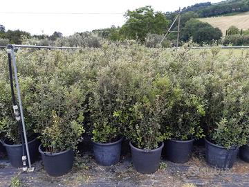 Siepe compatta antirumore