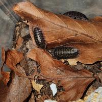 Porcellio Flavomarginatus Crete 12 pezzi