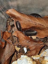 Porcellio Flavomarginatus Crete 12 pezzi
