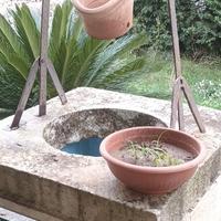 bocca di pozzo antico 