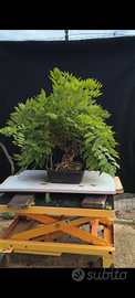 Bonsai di Glicine