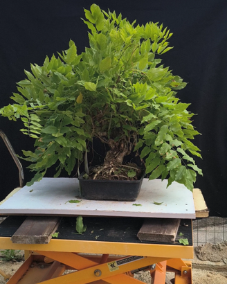 Bonsai di Glicine