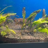 Acquario completo di tutto. Pesci pulizia e cura