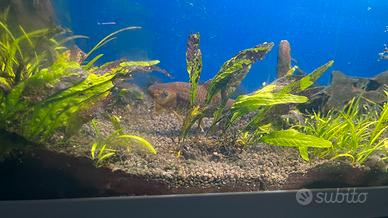 Acquario completo di tutto. Pesci pulizia e cura