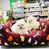 Spitz di Pomerania TOY