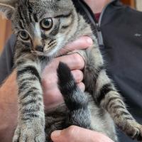 Gattino cucciolo tigrato