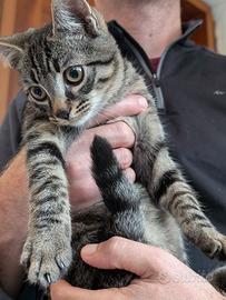 Gattino cucciolo tigrato