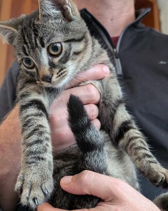 Gattino cucciolo tigrato