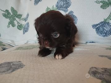chihuahua cioccolato 