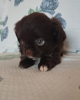 chihuahua cioccolato 