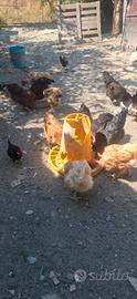 Animali da cortile