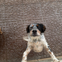 Setter inglese