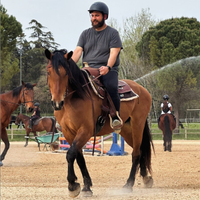 Cavallo Frisone Maremmano 8 anni, principianti