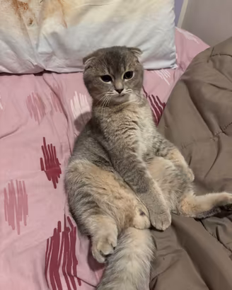 Scottish fold