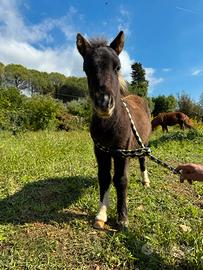 Pony