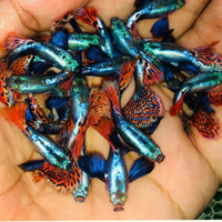 Guppy show Dumbo Platinum mosaic