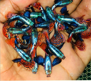 Guppy show Dumbo Platinum mosaic