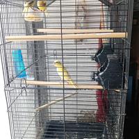 Canarini novelli Allerchini portoghesi e timbrati