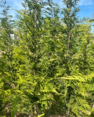 siepi leylandii
