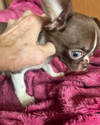 Chihuahua