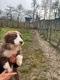 Cucciolo bianco cioccolato border collie