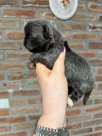 Cuccioli chihuahua con pedigree ENCI