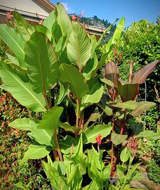 Canna Giant,(Canna Banano), Musifolia Grande 