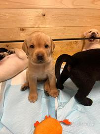 Cuccioli di labrador
