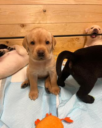 Cuccioli di labrador