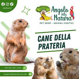 Baby Cane della Prateria