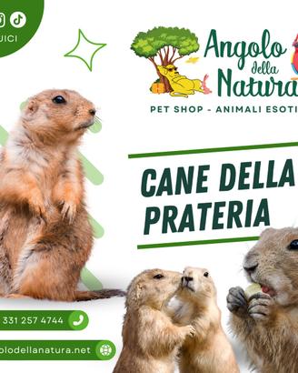 Baby Cane della Prateria