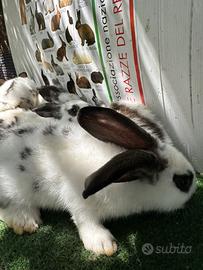 Conigli incroci da carne