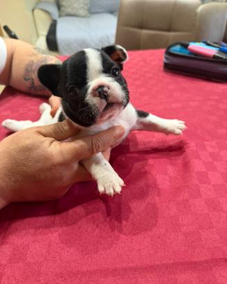 Bull dog francese