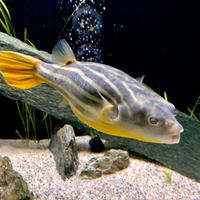 Pesce Tetraodon lineatus e Astronotus Ocellatus