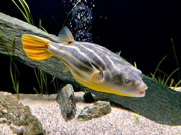 Pesce Tetraodon lineatus e Astronotus Ocellatus