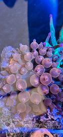 Anemone entacmae quadricolor rosso