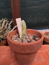 Anacampseros baeseckei (1° esempl.)