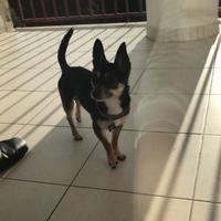 Cane maschio chihuahua accoppiamento