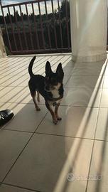 Cane maschio chihuahua accoppiamento