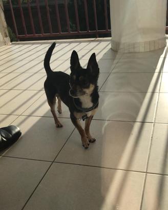 Cane maschio chihuahua accoppiamento