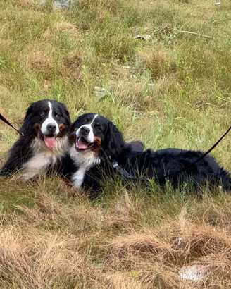 Bovaro del Bernese