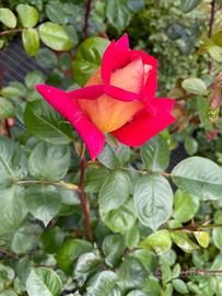Piante di Rose