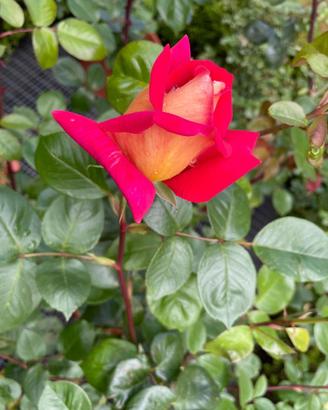 Piante di Rose