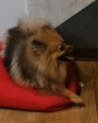Spitz tedesco