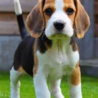 Cuccioli di Beagle