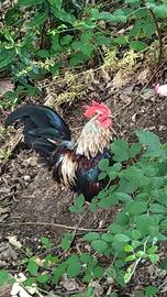Gallo Serama