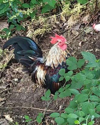 Gallo Serama