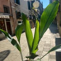 Aspidistra elatior Green Pianta